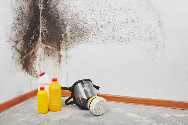 Best Mold Remediation  in Harrodsburg, KY