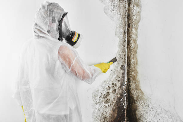 Best Toxic Mold Removal  in Harrodsburg, KY