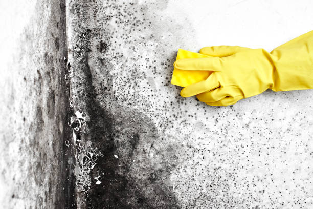 Best Commercial Mold Removal  in Harrodsburg, KY