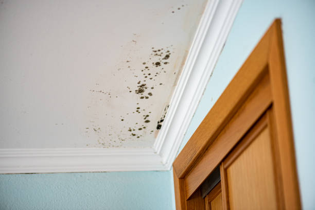 Best Professional Mold Removal  in Harrodsburg, KY