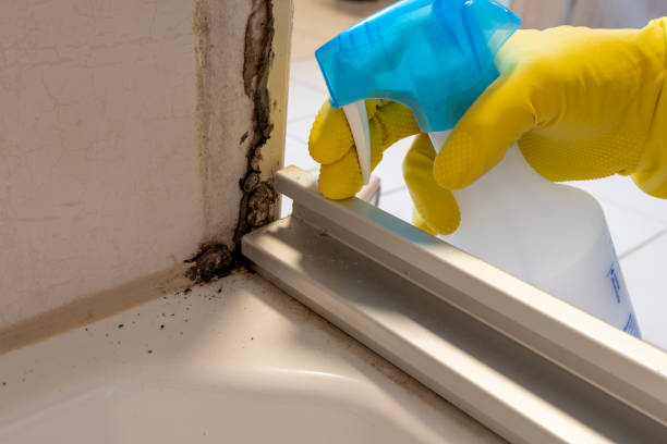 Best Home Mold Removal  in Harrodsburg, KY