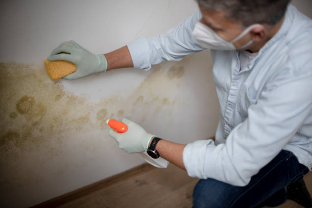 Trusted Harrodsburg, KY Mold Removal Experts