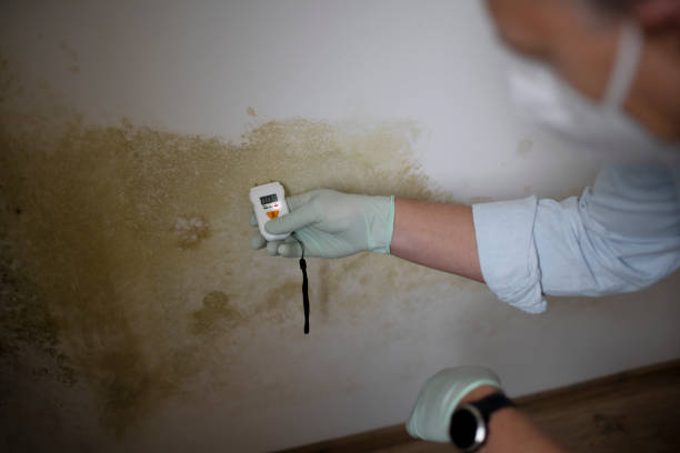 Mold Testing and Removal in Harrodsburg, KY