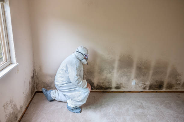 Best Mold Testing and Removal  in Harrodsburg, KY