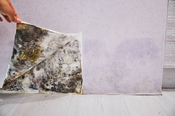 Best Mold Removal Specialists  in Harrodsburg, KY
